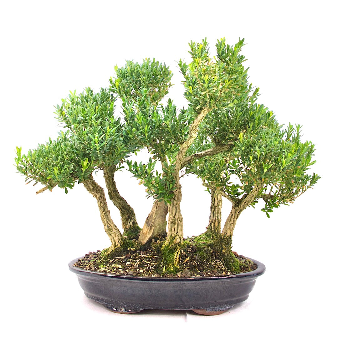Chinesischer Buchsbaum 'Buxus harlandii'